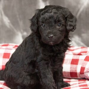 Black Goldendoodle Girl(Pie)