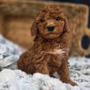 Apricot Goldendoodle Boy(Max)
