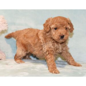 Apricot Goldendoodle Boy(Gordon)