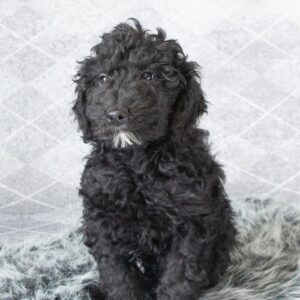 Black Goldendoodle Boy(Maverick)
