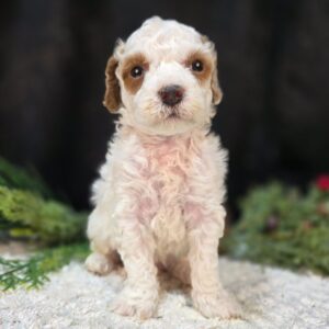 Cream Goldendoodle Boy(Neo)