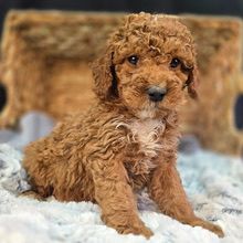 Apricot Girl Goldendoodle(Missy)
